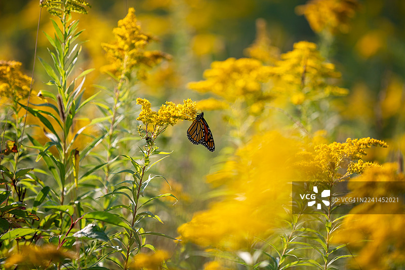 阳光明媚的草地上，一只君主蝶栖息在鲜艳的黄色一枝黄花上图片素材