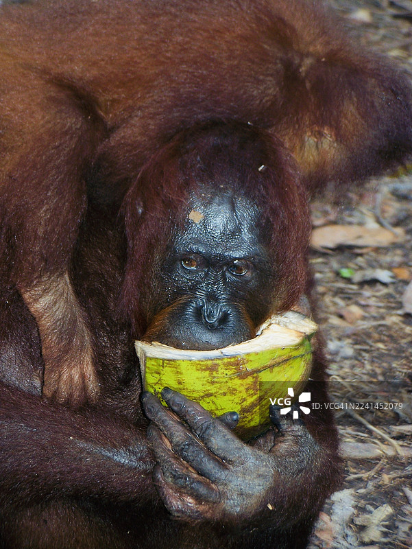 特写镜头：一只红毛猩猩在其自然栖息地享用新鲜椰子图片素材