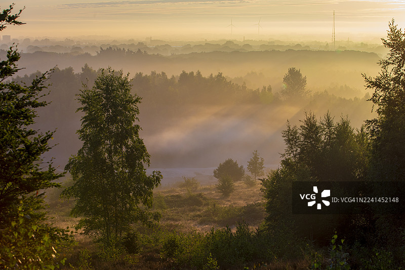 日出时分，雾气缭绕的森林景观，树木在金色天空中形成剪影，地点：荷兰瓦赫宁根。图片素材
