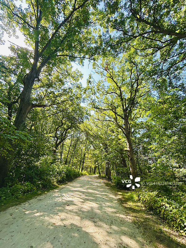 夏日里，阳光穿透茂密的森林，在小路上投下斑驳的光影图片素材