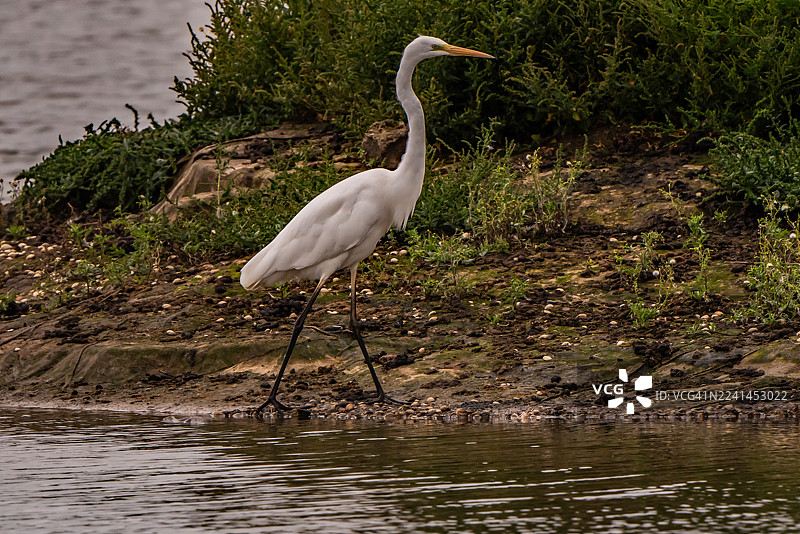 一只大白鹭优雅地站在水边，周围环绕着茂密的绿色植物。图片素材