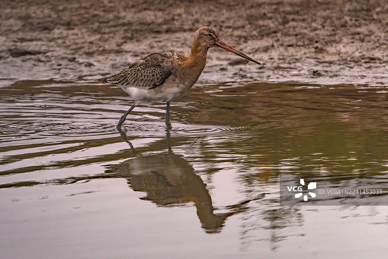 近距离拍摄一只黑尾凫在浅水中觅食，水面上可见其倒影。图片素材
