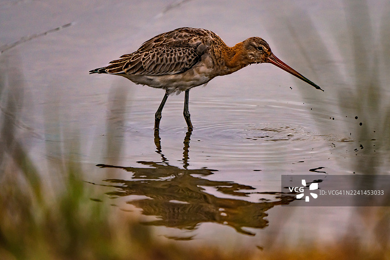 近距离拍摄一只涉禽（褐尾鹬）在浅水中涉水觅食，它用长长的喙寻找食物。图片素材