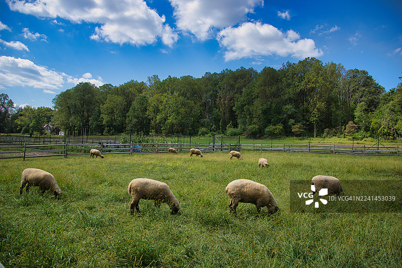 一群绵羊在蓝天白云下，被木栅栏和葱郁的树木环绕的生机勃勃的绿色牧场上宁静地吃草。图片素材