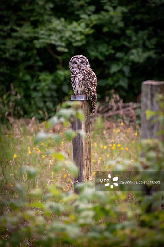 一只纵纹腹小鸮（Barred Owl）栖息在农田的柱子上，警惕地搜寻着啮齿动物。图片素材