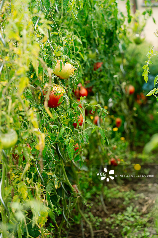 花园里植物上成熟番茄的特写，展示了新鲜的农产品和健康的生长图片素材