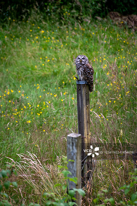 一只斑点猫头鹰栖息在农田的柱子上，警惕地搜寻啮齿动物。图片素材