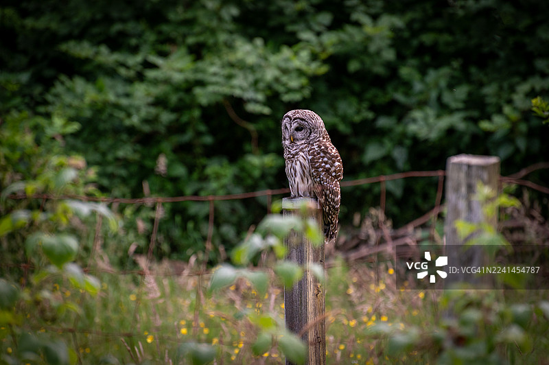 一只纵纹腹小鸮栖息在农田的柱子上，警惕地搜寻啮齿动物。图片素材