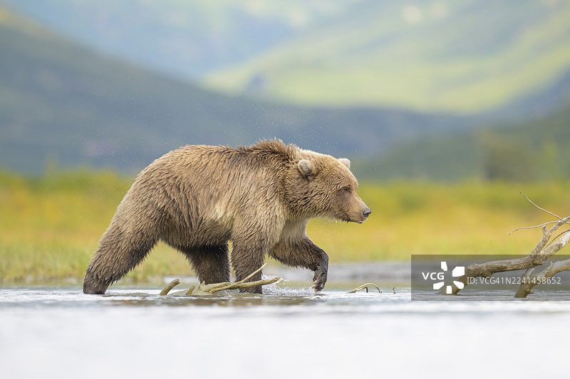 秋季山谷中，一只棕熊正走过湖泊源头。图片素材