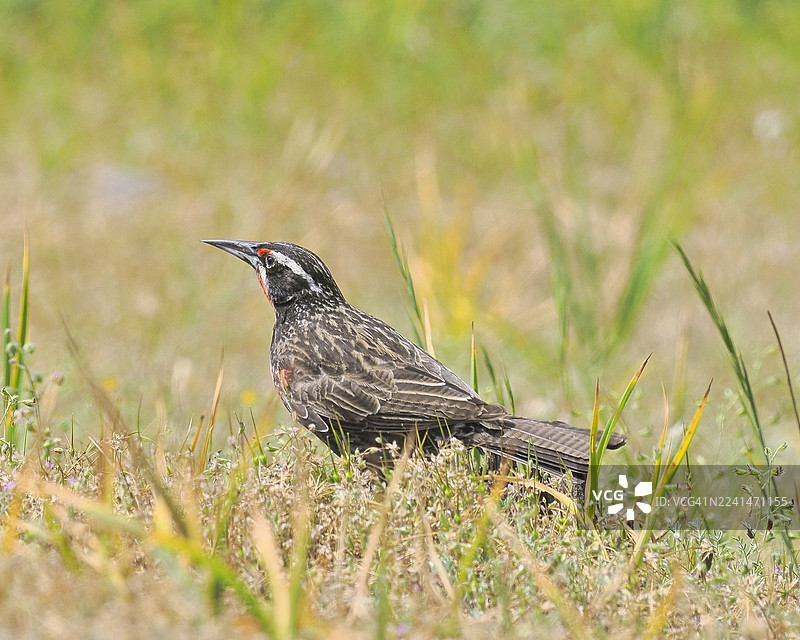 一只成年雄性长尾草鹀栖息在智利的一片草地里图片素材