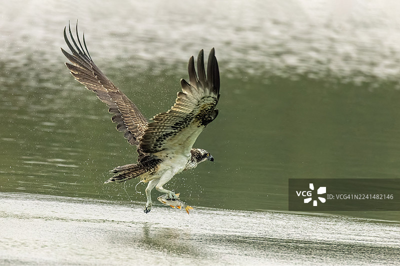 美丽的游隼（Pandion haliaetus）在飞翔图片素材