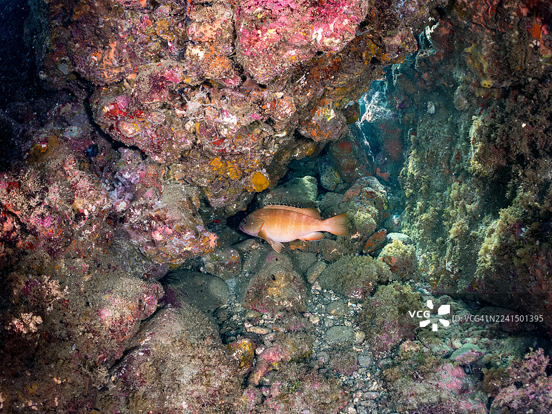 黑鳍石斑鱼，Epinephelus fasciatus。以及其他。鱼群。日本静冈县伊豆半岛南伊豆町中木港 Hirizo 海滩 - 2025图片素材