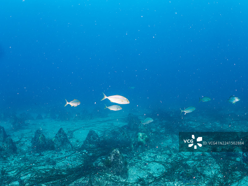 大西洋鲹、银带圆鲱、沙丁鱼龙卷风及其他鱼群。日本静冈县伊豆半岛南伊豆町中木港平潮滩。- 2025图片素材