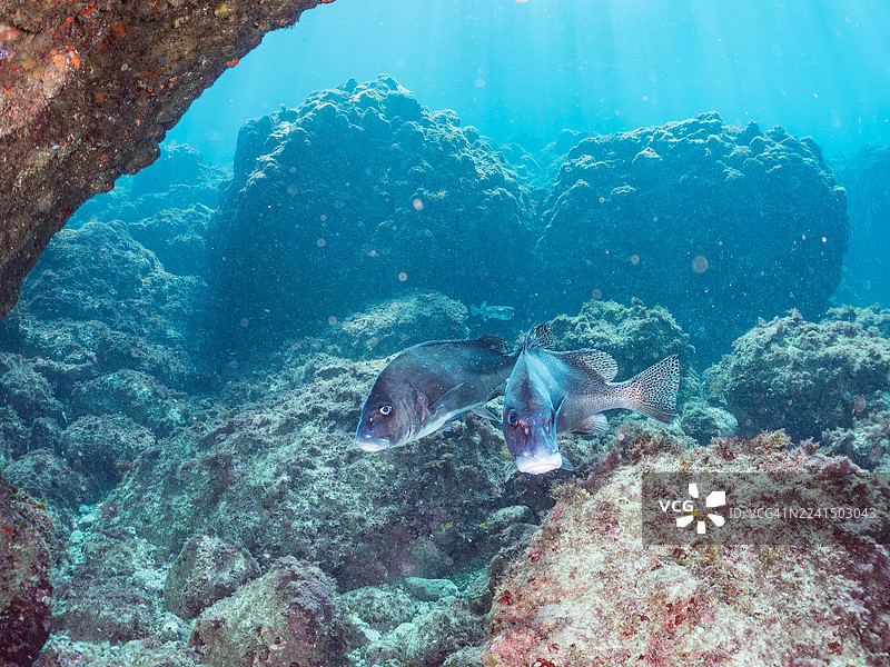 新月颌唇鱼（Plectorhinchus cinctus）及其他鱼群。日本静冈县伊豆半岛南伊豆町中木港 Hirizo 海滩 - 2025图片素材