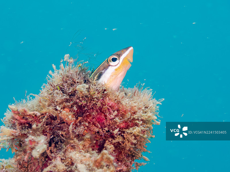 假清洁鱼，仿鳚鲹，Aspidontus taeniatus。生活在管道中。日本静冈县伊豆半岛南伊豆町中木港平矶海滩 - 2025图片素材