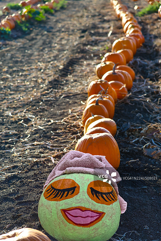 南瓜地里的水疗日图片素材