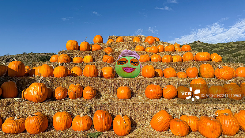 南瓜地里的水疗日图片素材