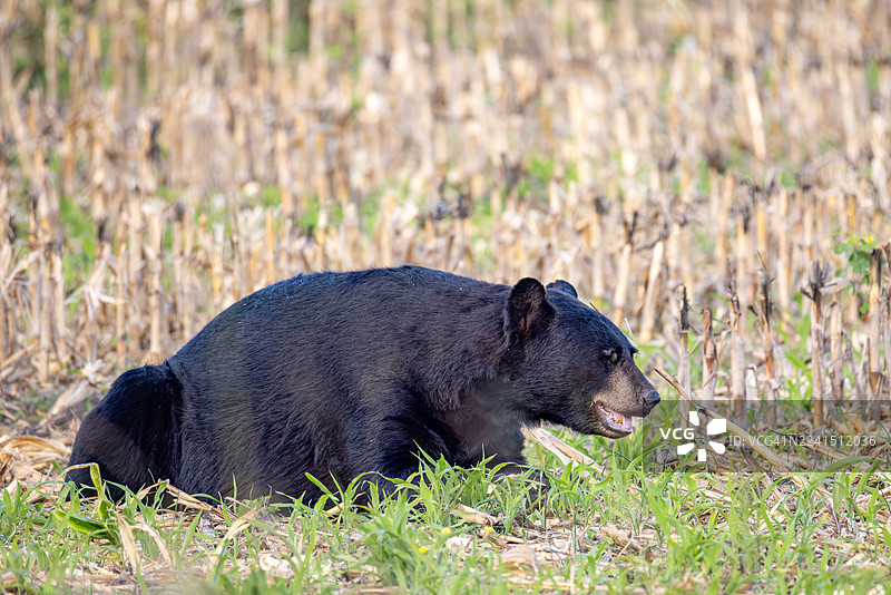 美国黑熊穿行于玉米地图片素材