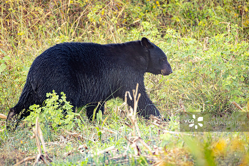 黑熊在北卡罗来纳州的植被中行走图片素材