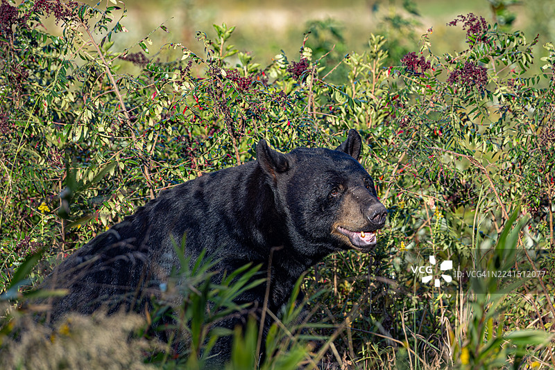 北卡罗来纳州美洲黑熊在浆果丛中觅食图片素材