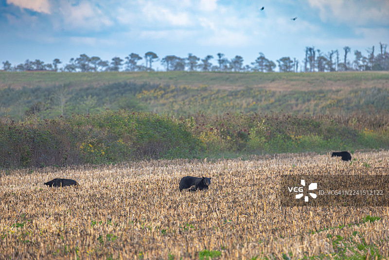 美国黑熊在北卡罗来纳州收割后的田野里觅食图片素材