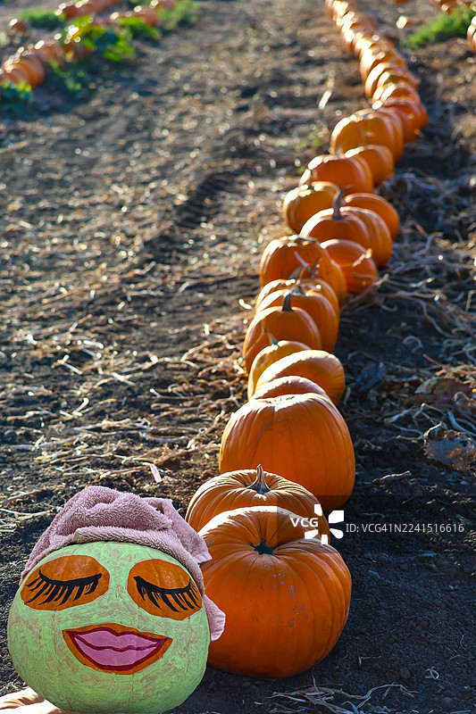 南瓜地里的水疗日图片素材
