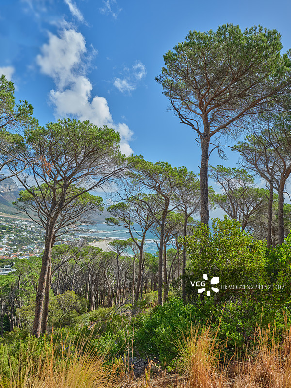 微风拂过的海岸松林俯瞰南非西开普敦，开普敦市、大海、蔚蓝天空和风景优美的山坡尽收眼底图片素材