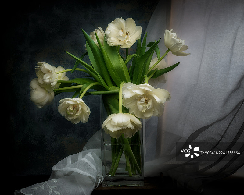 玻璃花瓶里的白色郁金香静物。图片素材