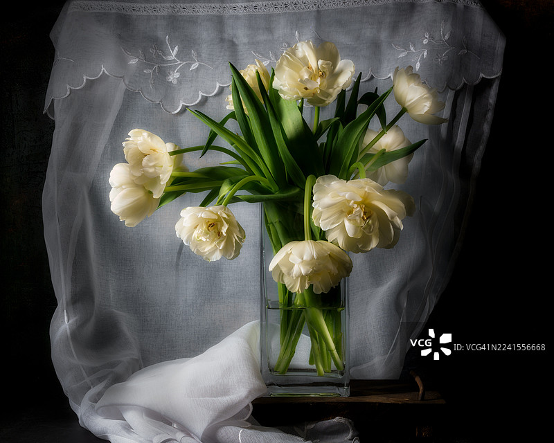 玻璃花瓶里的白色郁金香静物图片素材