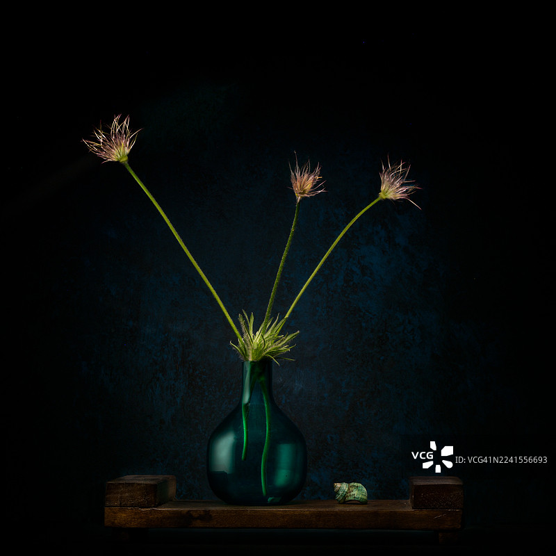 玻璃花瓶中的干野毛茛静物图片素材