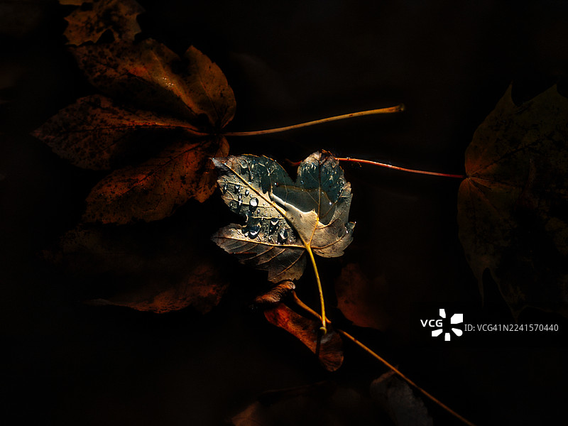 秋天的彩色落叶图片素材