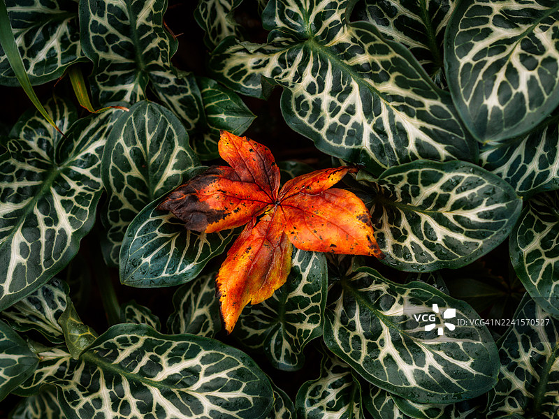 秋天的彩色落叶图片素材