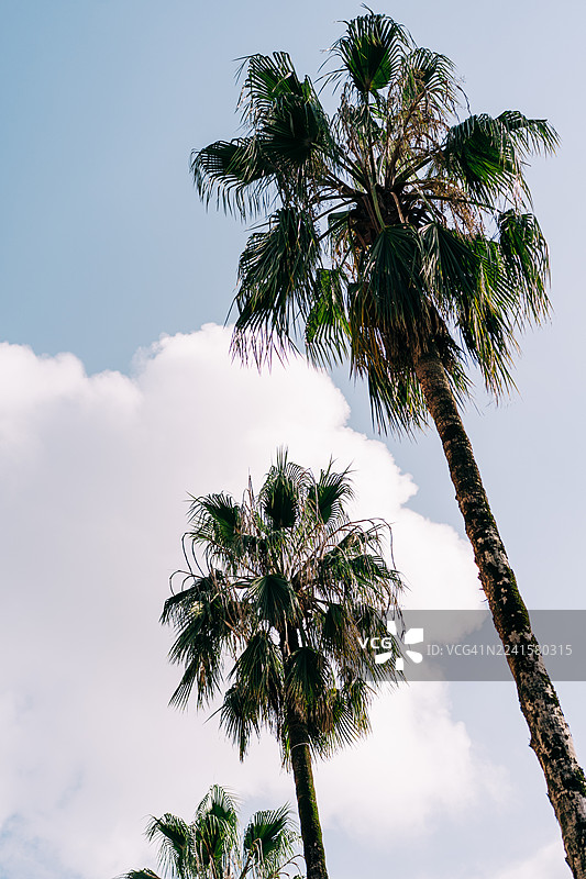 热带度假场景中，高大的棕榈树在晴朗的天空和蓬松的云朵映衬下图片素材