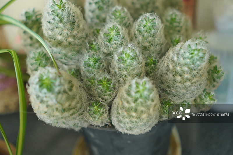 羽毛仙人掌图片素材