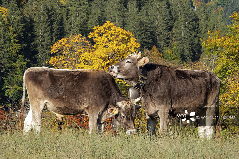 牛，两头挂着牛铃的奶牛，后面是秋色的树，施蒂拉赫塔尔，上阿尔高，上阿尔高，阿尔高，巴伐利亚，德国图片素材