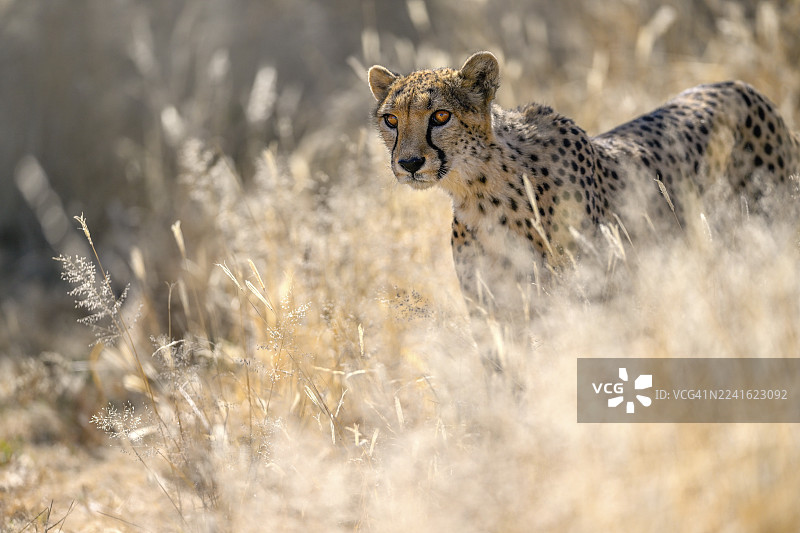 纳米比亚奥乔宗朱帕大区奥奇瓦龙戈附近埃兰兹弗鲁格农场的猎豹保护基金会(CCF)野外保护中心和保护区内的猎豹(Acinonyx jubatus)图片素材