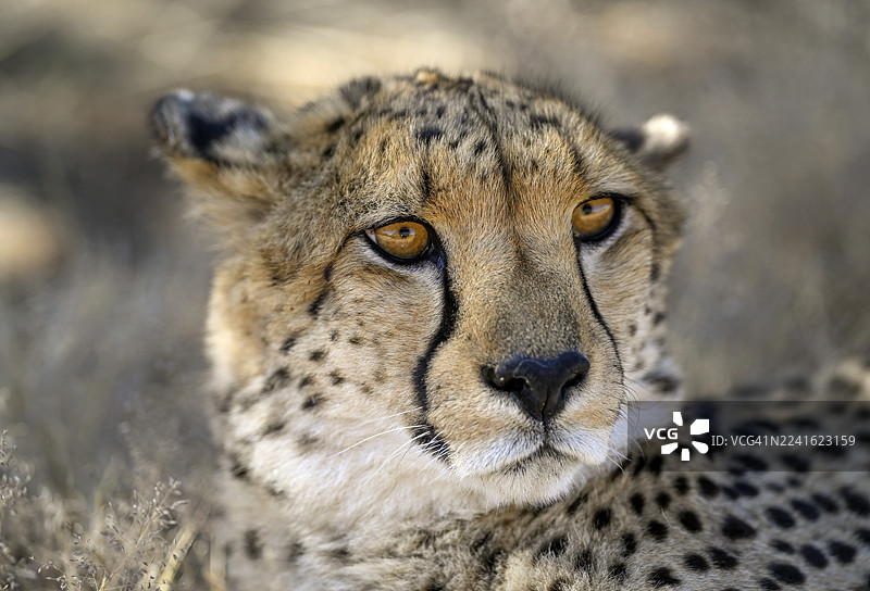 猎豹(Acinonyx jubatus),纳米比亚奥乔宗帕区奥奇瓦龙戈附近埃兰斯弗鲁格农场,猎豹保护基金会(CCF)实地保护中心和保护区内的肖像照图片素材