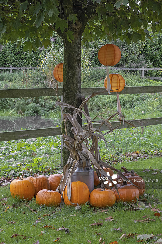 秋季装饰，南瓜和灯笼挂在树上，位于德国北莱茵-威斯特法伦州明斯特兰图片素材