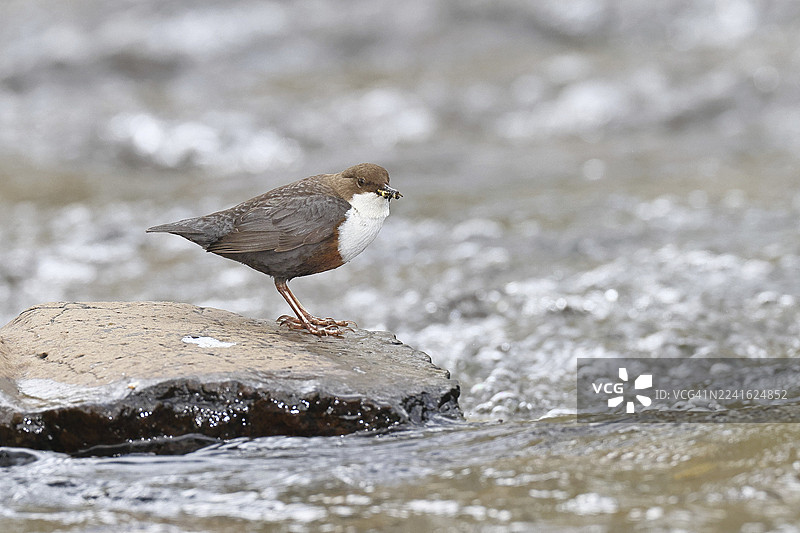 白喉河乌（Cinclus cinclus）站在溪流中的石头上，嘴里叼着猎物，它是唯一一种能够潜水的本土鸣禽，野生动物，本土自然，德国北莱茵-威斯特法伦州维尔恩斯多夫图片素材