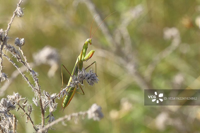 欧洲螳螂（Mantis religiosa），栖息于灌木丛中，奥地利布尔根兰州图片素材