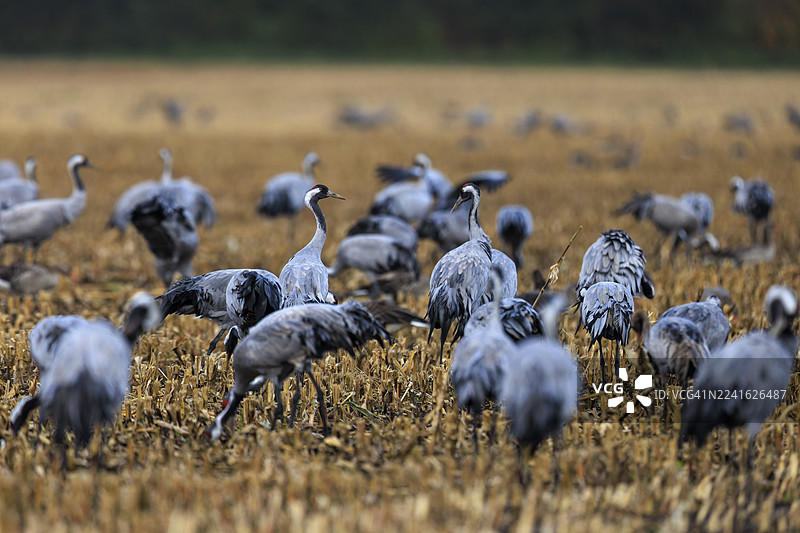 一群丹顶鹤挤在收割后的田野里，紧密地站在一起，丹顶鹤（Grus grus）野生动物，梅克伦堡-前波罗的海的波罗的海泻湖区国家公园，兴斯特图片素材