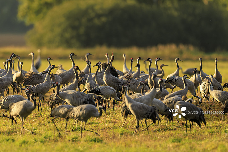 大群丹顶鹤聚集在草地上，沐浴在温暖的阳光下，丹顶鹤（Grus grus）野生动物，西波美拉尼亚泻湖区国家公园，兴斯特，梅克伦堡-前波美拉尼亚，德国图片素材