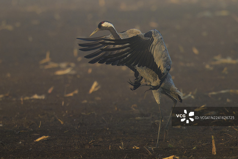 一只鹤在田野中动态地展开翅膀,(白头鹤)野生动物,梅克伦堡-前波美拉尼亚州波罗的海滨湖国家公园,兴斯特,梅克伦堡-前波美拉尼亚州,德国图片素材