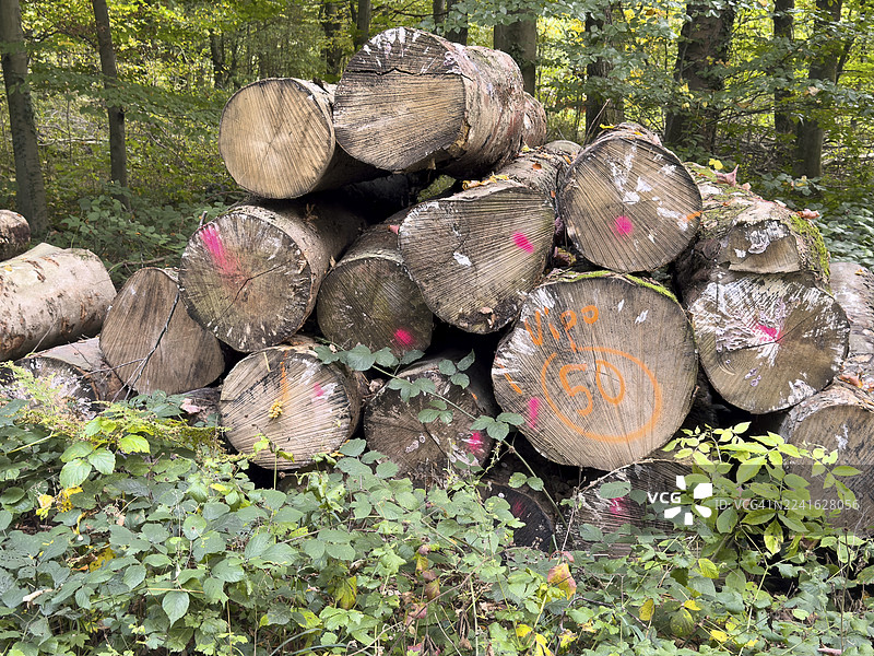 砍伐、锯断、堆叠并标记的落叶树树干，已准备好从林间小路边缘运走，用于林业管理，背景为健康的混交林，德国图片素材