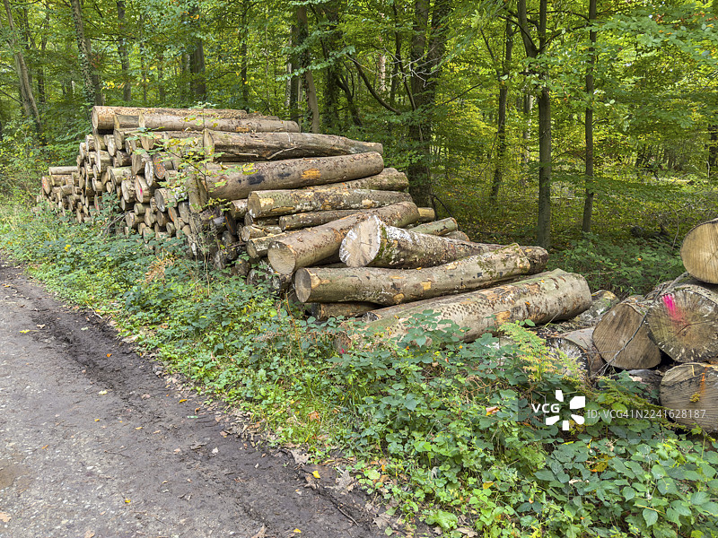 成堆的、标记过的、已砍伐锯断的落叶树木被堆放在森林小径的边缘，准备运走用于林业管理，背景是健康的混交林，德国图片素材