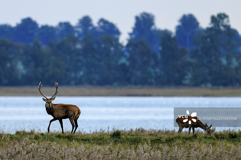 两只红鹿（Cervus elaphus）在树林前的湖边站立，正值发情期，这是位于德国梅克伦堡-前波美拉尼亚州兴斯特的波罗的海滨湖区国家公园的野生动物景象。图片素材