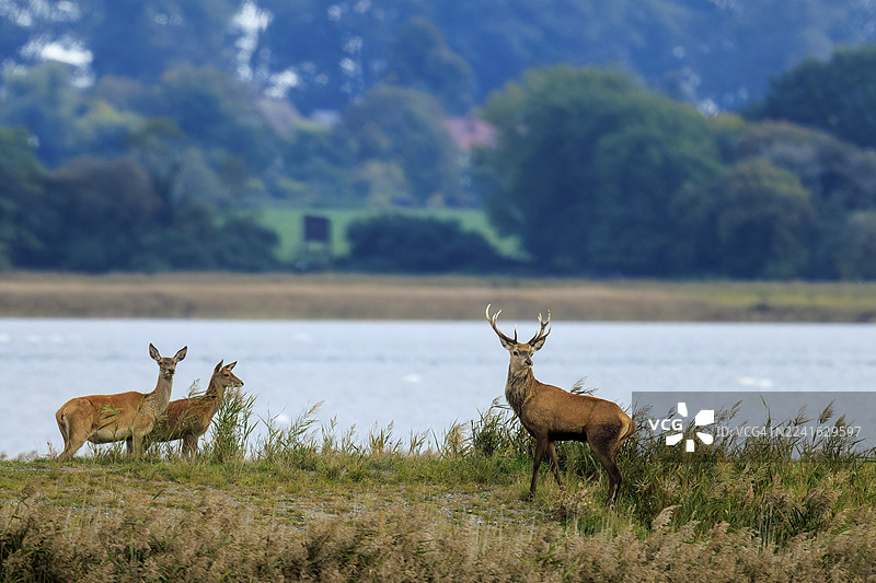 两只雄鹿（Cervus elaphus）在德国梅克伦堡-前波美拉尼亚州的波罗的海沿岸的泻湖国家公园（Western Pomerania Lagoon Area National Park）的津格斯特（Zingst）地区，河岸边的自然环境中，正处于发情期，是野生动物的景象。图片素材