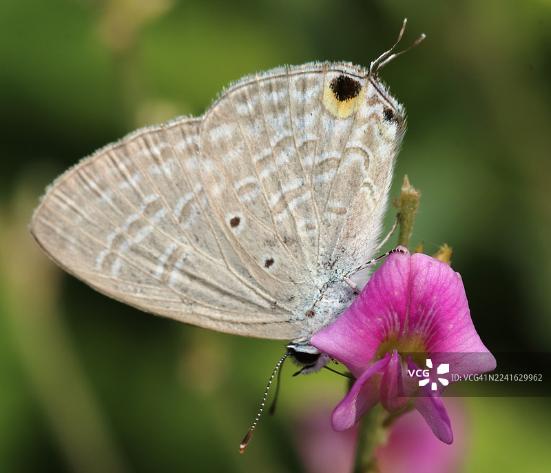 在柔和的绿色背景下，一只合着翅膀的蝴蝶正在为一朵鲜艳的粉色花朵授粉的特写。图片素材