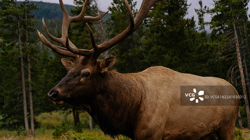 雄伟的麋鹿，头戴巨大的鹿角，伫立在葱郁的森林景观中图片素材