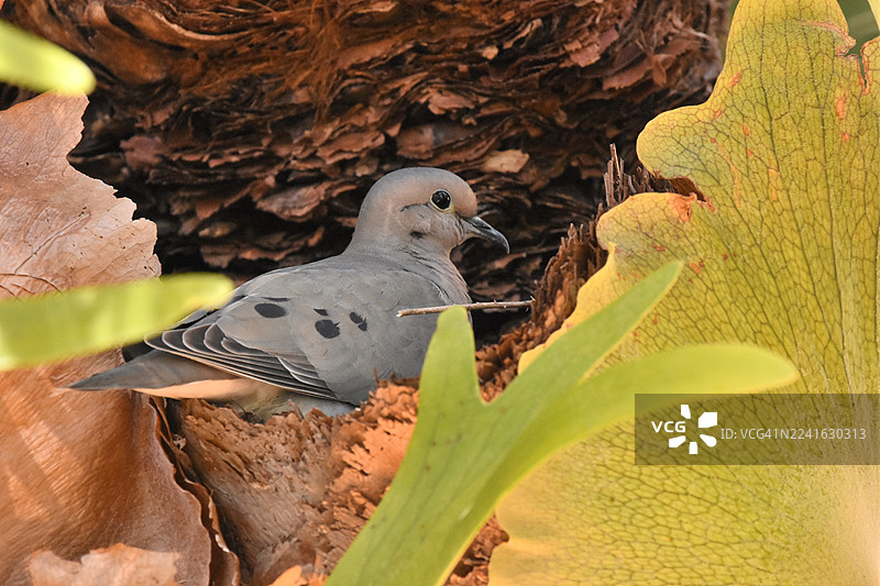 近距离拍摄一只哀鸽栖息在植物上，被叶子部分遮挡图片素材